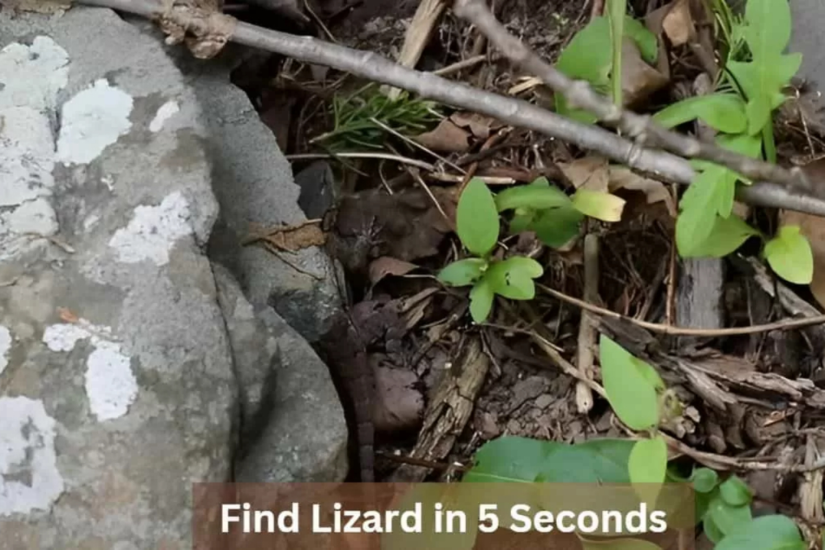 Optical Illusion