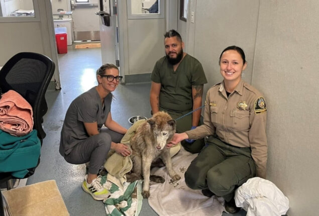 Siberian Husky rescue from oil-filled well, reunited with pet parents