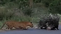 Porcupine parents offers kid with Z-class security against leopards
