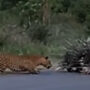 Porcupine parents offers kid with Z-class security against leopards