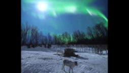 Reindeer video from 2012 goes viral again: Watch