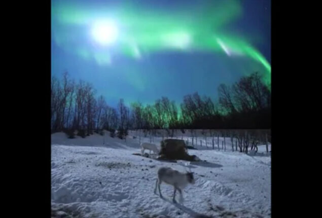 Reindeer video