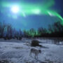 Reindeer video from 2012 goes viral again: Watch