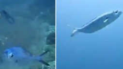 Scuba diver saves fish trapped in plastic underwater: Watch