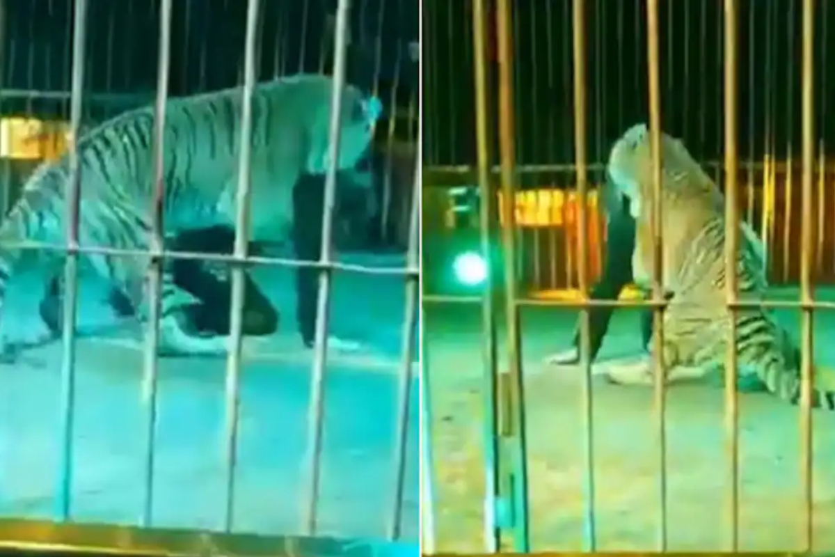 Tiger attacks trainer