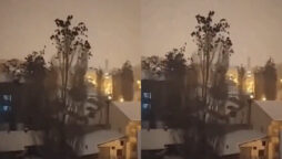 Did the birds of Turkey expect an earthquake?