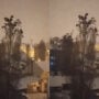 Did the birds of Turkey expect an earthquake?