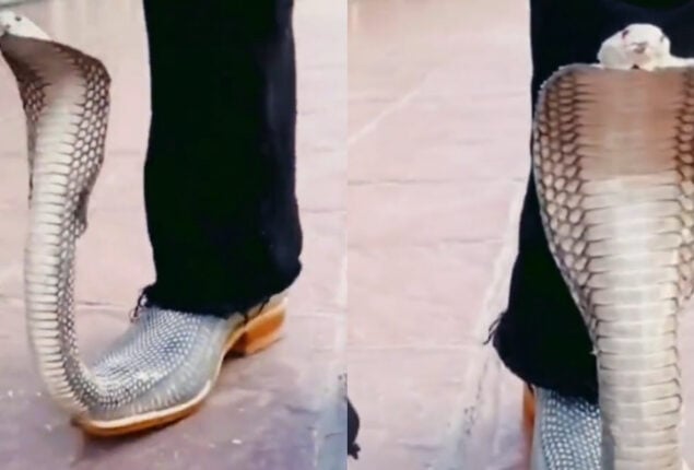 Putting “snakes” instead of shoes might be going too far