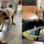 Viral Video: Dogs “dancing” to Oo Antava flawlessly 