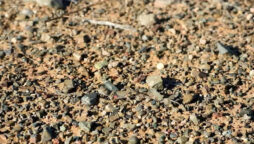 Optical Illusion: Spot the hidden lizard in the rocks in 5 seconds