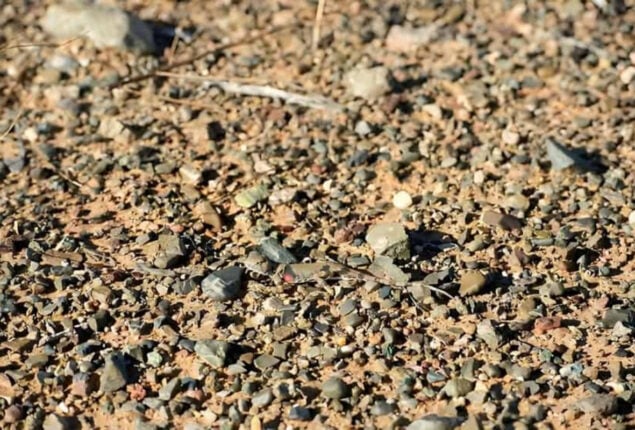 Optical Illusion: Spot the hidden lizard in the rocks in 5 seconds