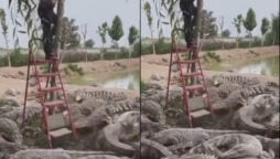 Watch: Man on step ladder clings to weak tree with dozens of crocodiles