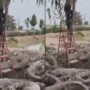 Watch: Man on step ladder clings to weak tree with dozens of crocodiles