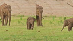 Baby elephant