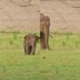 Baby elephant explores its surrounding with protective mother