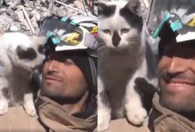 Cat won’t leave the man’s side who rescued it in Turkey