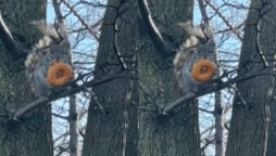 squirrel