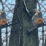 Watch Video: Cute squirrel eating doughnut while sitting on a tree