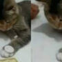Cute kitten learns to flip coin from pet parent in this viral video  