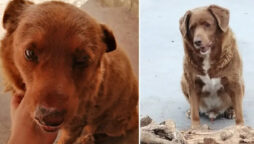 Bobi, the world’s oldest dog ever: Cuteness alert!