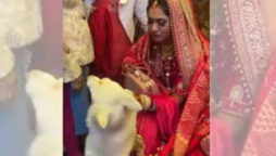 Adorable dog refuses to let go off bride during vidai: Watch