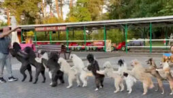 Watch: 14 dogs create conga line, set Guinness World Record