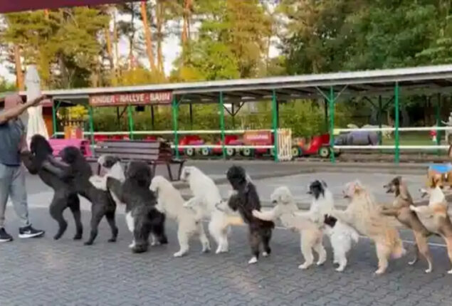14 dogs create conga line
