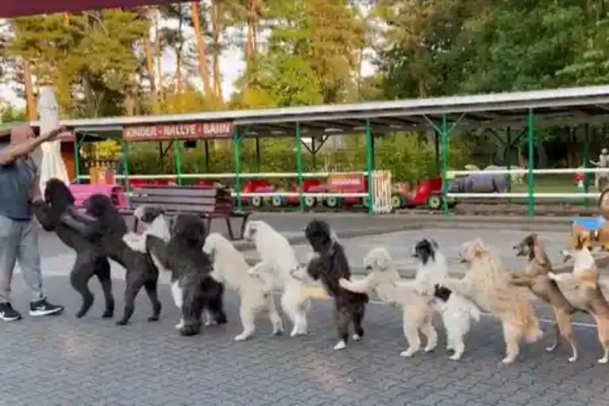 14 dogs create conga line