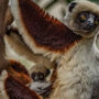 Dancing lemur: Coquerel’s sifaka birth “landmark moment for the species”