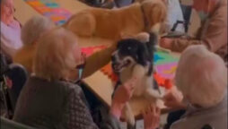Dogs sparks joy in some elderly people: Video goes viral