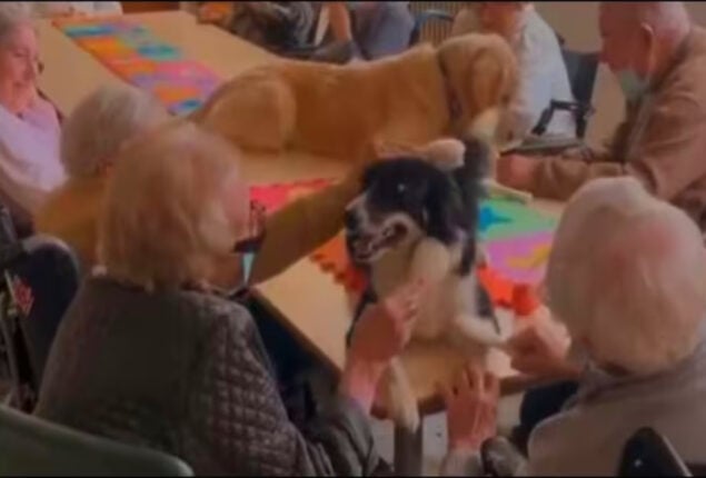 Dogs sparks joy in some elderly people: Video goes viral
