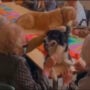 Dogs sparks joy in some elderly people: Video goes viral