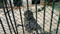 Islamabad police register case in leopard escape case  