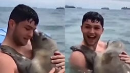 Viral: A seal gives man a hug, and he leaves the internet gushing