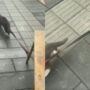 Watch Video: A Cat tied to bench will blow your mind
