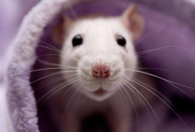Netizens react: A man finds a rat inside Blinkit-delivered bread
