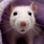 Netizens react: A man finds a rat inside Blinkit-delivered bread