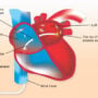 Ablating The Heart: Who performs cardiac ablation, its purpose, types, benefits, and risks