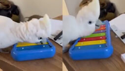 Parrot enjoys playing piano and makes lovely sounds
