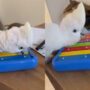 Parrot enjoys playing piano and makes lovely sounds