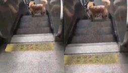 Viral Video: Dog is “addicted” to escalator rides