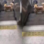 Viral Video: Dog is “addicted” to escalator rides