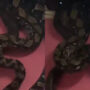Massive snake falling through the roof is the stuff of nightmares