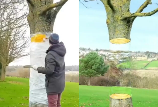 tree trunk