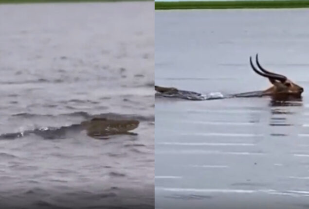 crocodile