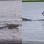Viral video of a crocodile pursuing an antelope in a river
