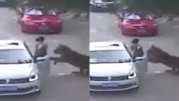 Shocking video: Tiger grabs woman, drags her away like a toy