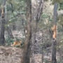 Watch Video: Tiger attempts but fails to attack the leopard