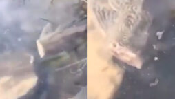 Netizens are terrified by ‘Headless’ fish in viral video 