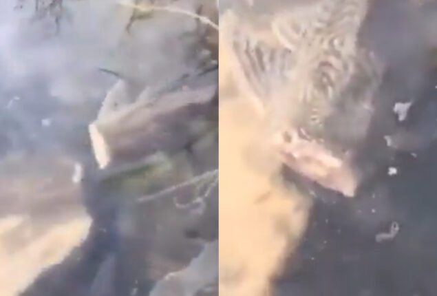 Headless fish